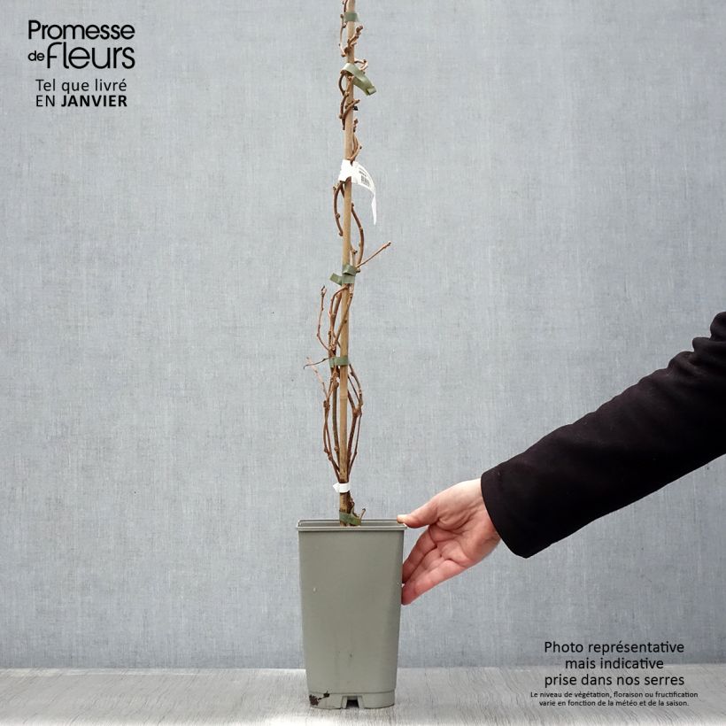 Kiwi Golden Delight (Macho) Maceta 1,5L/2L Ejemplar entregado en invierno