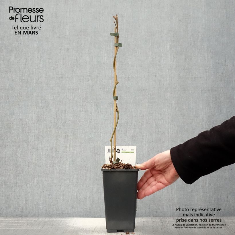 Kiwi Golden Delight (Macho) Maceta 1,5L/2L Ejemplar entregado en la primavera