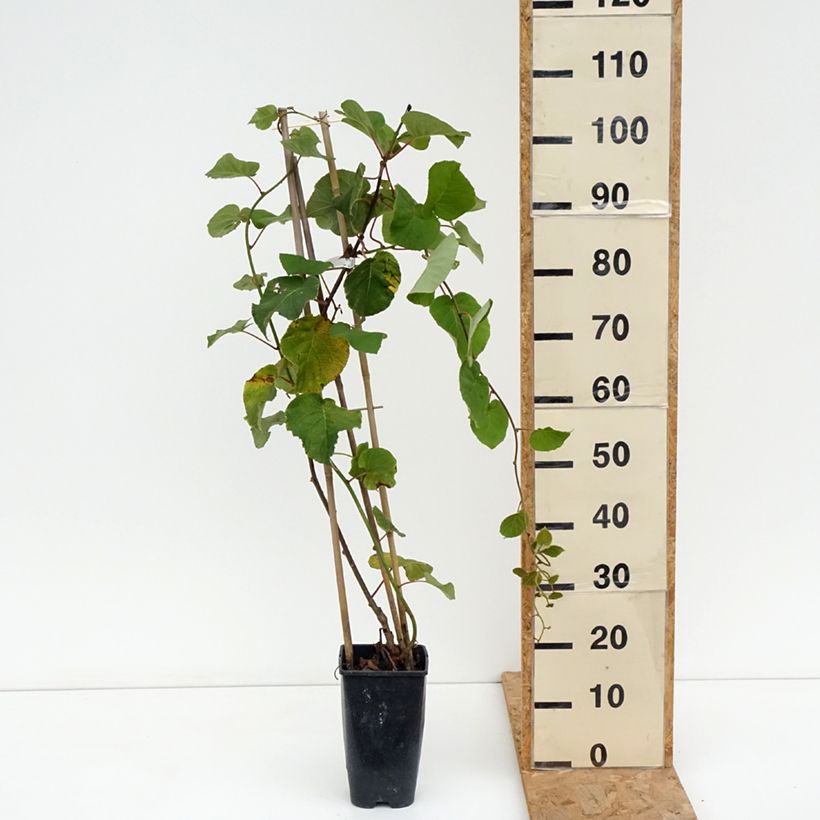 Ejemplar de Kiwi Kiwi Gold - Kiwi Amarillo Maceta 1,5L/2L entregado en verano