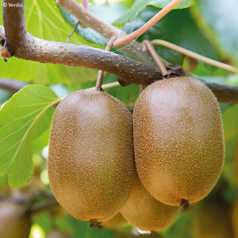Dúo de kiwis amarillos kiw'Happy - Actinidia deliciosa (Cosecha)