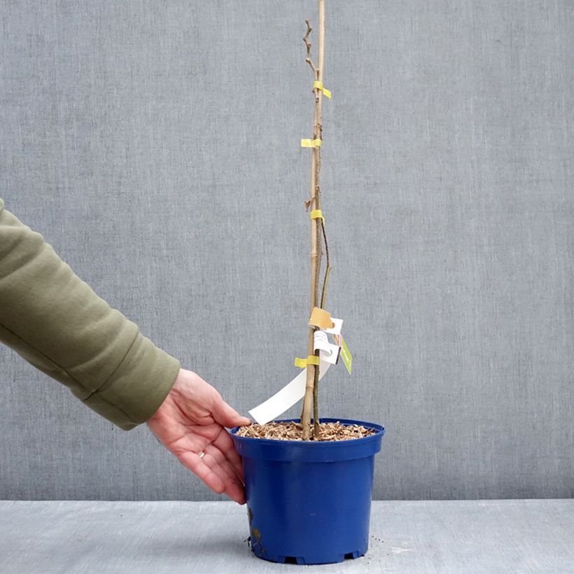 Kiwi kiw'Happy Hembra - Actinidia deliciosa Maceta 2L/3L Ejemplar entregado en invierno