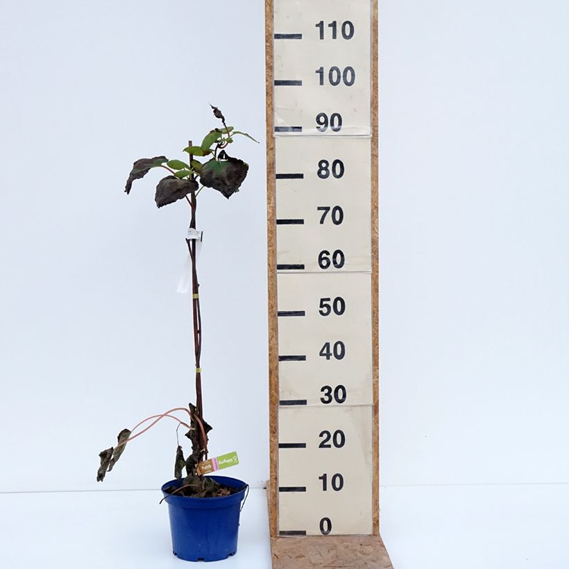 Ejemplar de Kiwi kiw'Happy Hembra - Actinidia deliciosa Maceta 2L/3L entregado en otoño