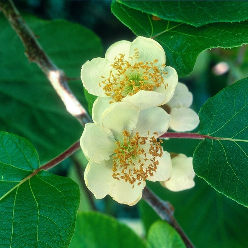 Dúo de kiwis amarillos kiw'Happy - Actinidia deliciosa (Floración)