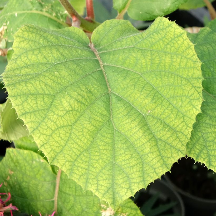 Kiwi kiw'Happy Macho - Actinidia deliciosa (Follaje)