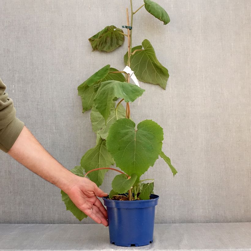 Ejemplar de Kiwi kiw'Happy Macho - Actinidia deliciosa Maceta 2L/3L entregado en verano