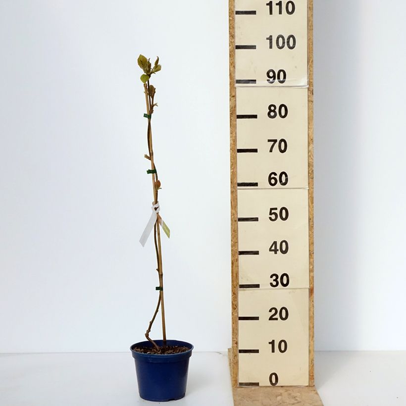 Kiwi kiw'Happy Macho - Actinidia deliciosa Maceta 2L/3L Ejemplar entregado en la primavera