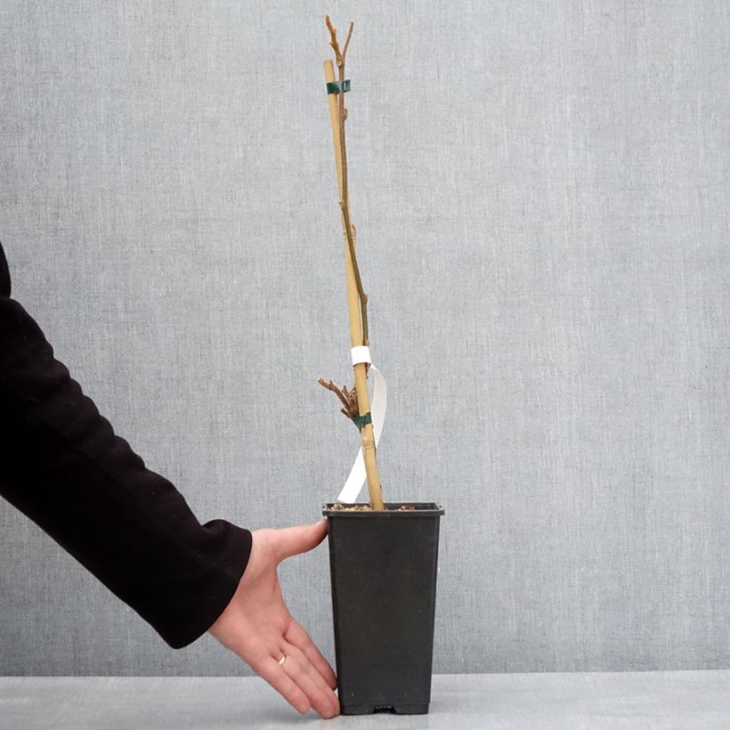 Kiwi Minkigold - Kiwi Amarillo Maceta 1,5L/2L Ejemplar entregado en invierno