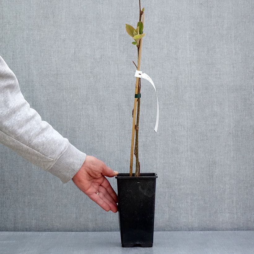 Kiwi Minkimale (Macho) - Actinidia chinensis Maceta 1,5L/2L Ejemplar entregado en la primavera