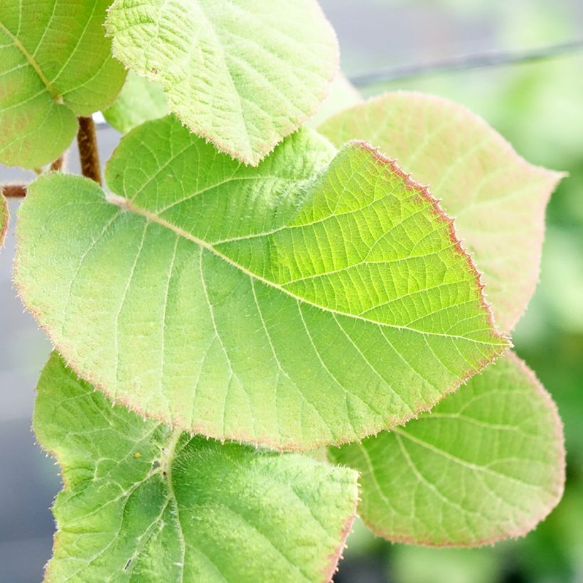 Kiwi Minkimale (Macho) - Actinidia chinensis (Follaje)