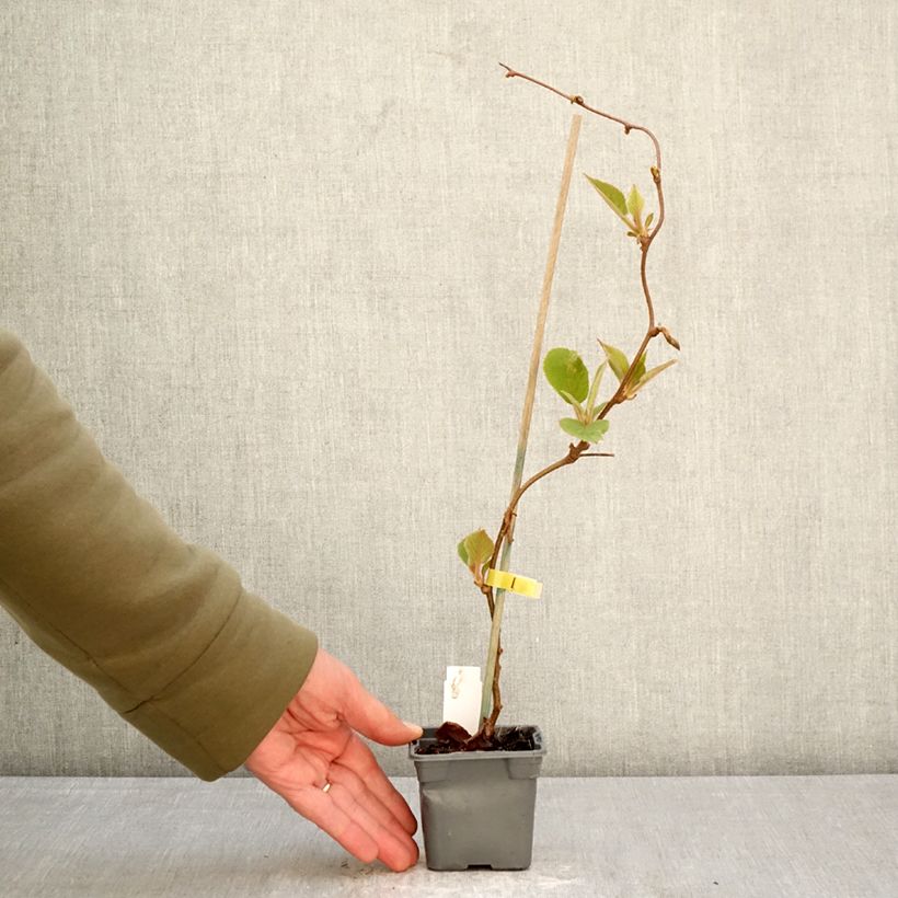 Kiwi Jenny - Actinidia deliciosa Maceta de 8/9 cm Ejemplar entregado en la primavera