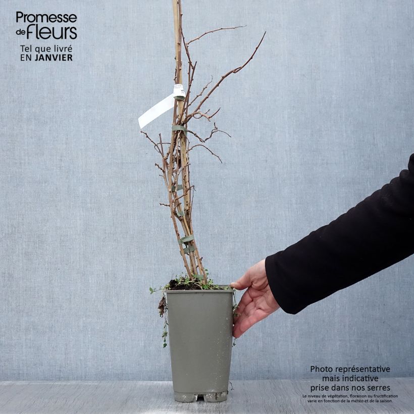 Mini kiwi Bingo (Hembra) - Actinidia arguta Maceta 2L/3L Ejemplar entregado en invierno