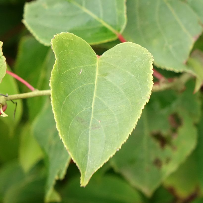 Mini kiwi Bingo (Hembra) - Actinidia arguta (Follaje)