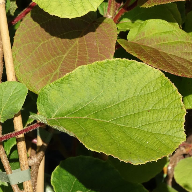 Kiwi Koryoku (hembra) - Actinidia deliciosa (Follaje)