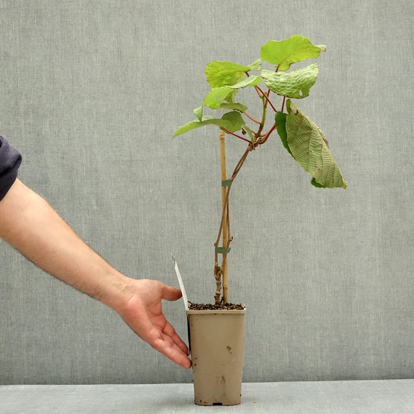 Ejemplar de Kiwi Koryoku (hembra) - Actinidia deliciosa Maceta 1,5L/2L entregado en verano