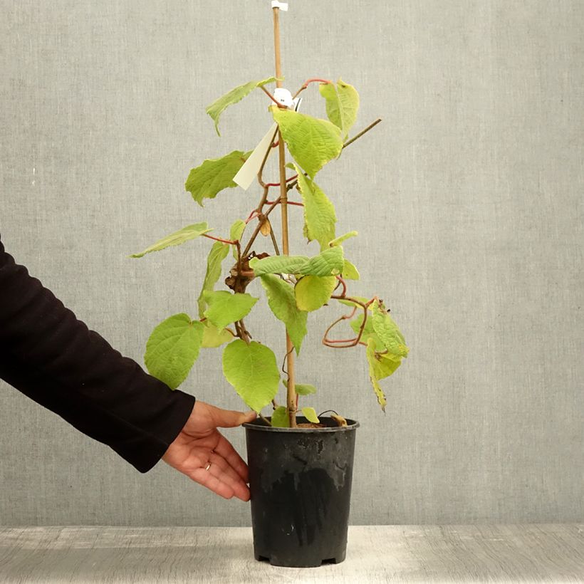 Ejemplar de Kiwi Belen - Actinidia deliciosa Maceta 2L/3L entregado en otoño