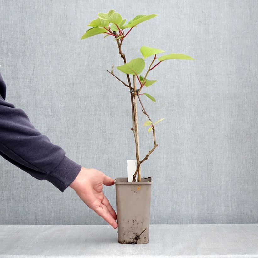 Kiwi Petit Homme - Actinidia deliciosa Maceta 2L/3L Ejemplar entregado en la primavera