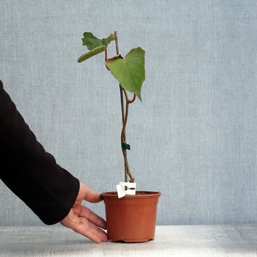 Ejemplar de Kiwi Solissimo - Actinidia chinensis Maceta 1L/1,5L entregado en otoño