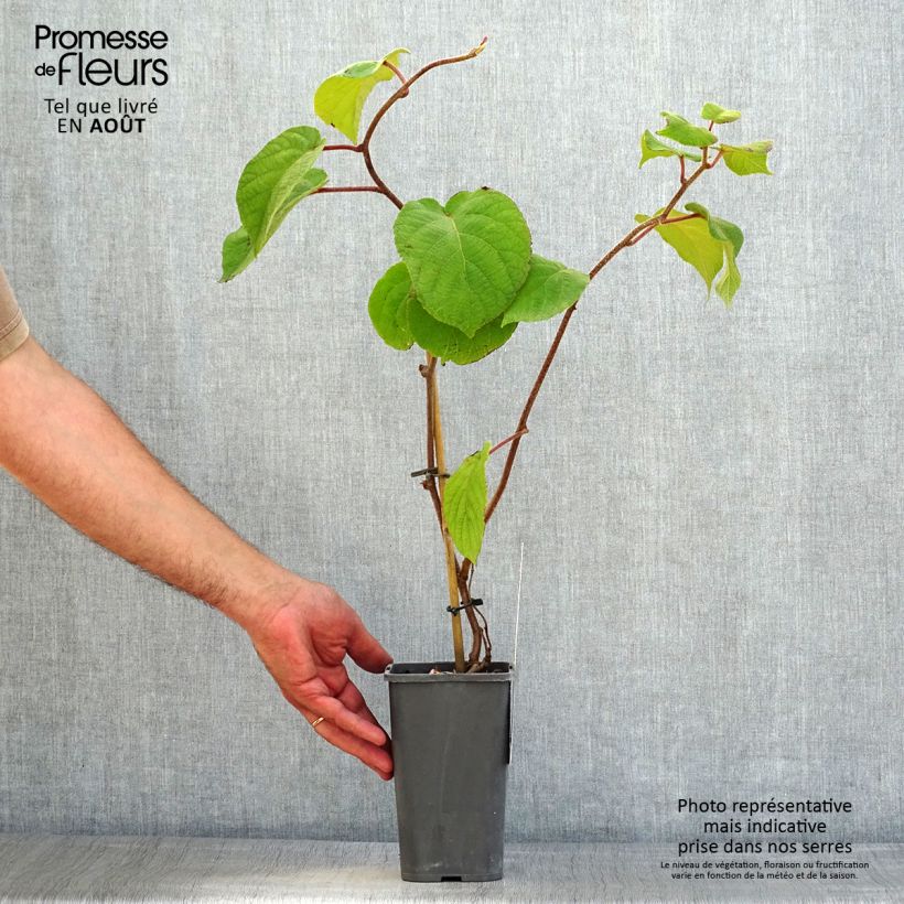 Ejemplar de Kiwi Solissimo Bio - Actinidia chinensis Maceta 1,5L/2L entregado en verano