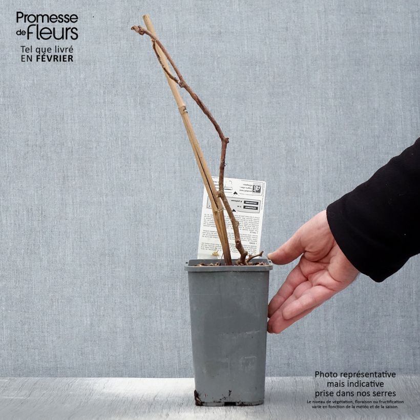 Kiwi Solissimo Bio - Actinidia chinensis Maceta 1,5L/2L Ejemplar entregado en invierno