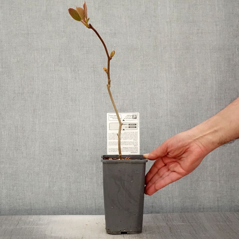 Kiwi Solissimo Bio - Actinidia chinensis Maceta 1,5L/2L Ejemplar entregado en la primavera