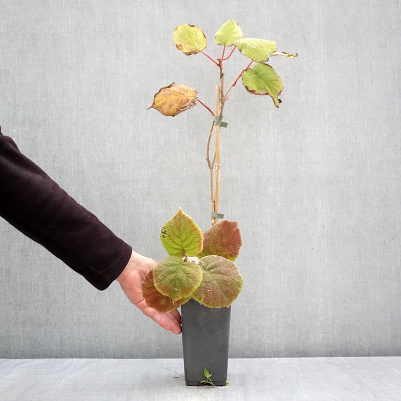 Ejemplar de Kiwi Tomuri (Macho) - Actinidia deliciosa Maceta 2L/3L entregado en otoño