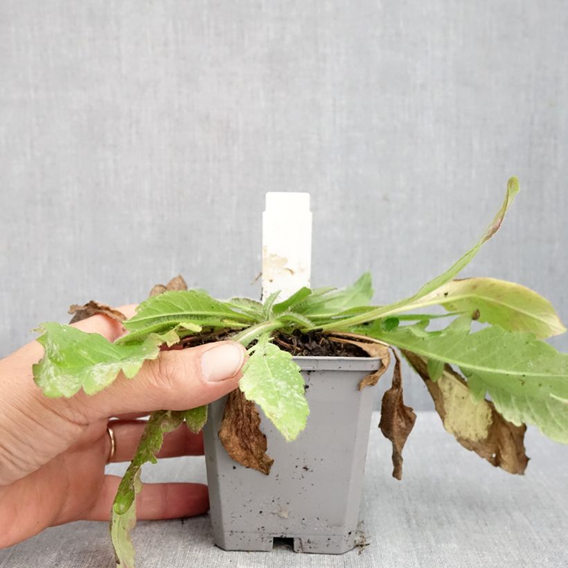 Ejemplar de Knautia arvensis - Escabiosa Maceta de 8/9 cm entregado en otoño