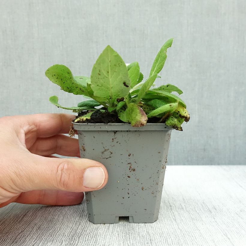 Ejemplar de Knautia macedonia Mars Midget - Escabiosa macedonia Maceta de 8/9 cm entregado en otoño
