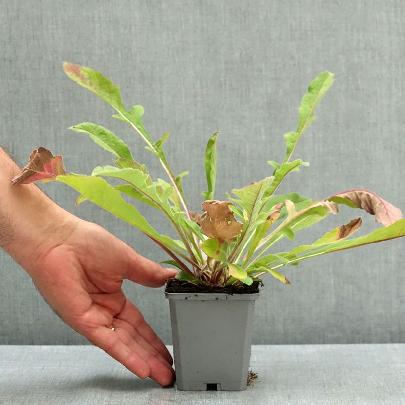 Ejemplar de Knautia macedonica Melton Pastels - Petite Scabieuse de Macédoine Graines de Knautia macedonica Melton Pastels - Petite Scabieuse de Macédoine ¿Deseas compartir tus fotos? Ocultar imágenes compartidas Knautia macedonica Melton Pastels - Escabiosa macedoni entregado en verano