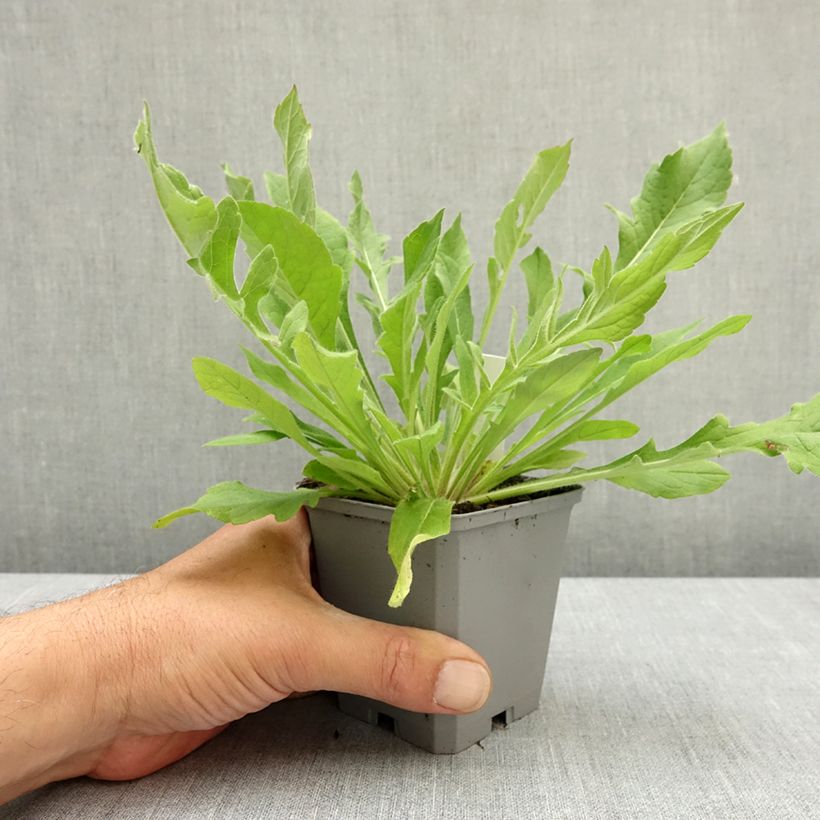Knautia macedonica Melton Pastels - Petite Scabieuse de Macédoine Graines de Knautia macedonica Melton Pastels - Petite Scabieuse de Macédoine ¿Deseas compartir tus fotos? Ocultar imágenes compartidas Knautia macedonica Melton Pastels - Escabiosa macedoni Ejemplar entregado en la primavera