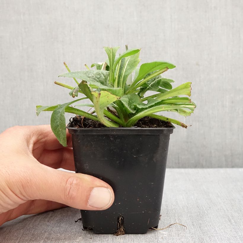 Ejemplar de Knautia macedonia Red Knight - Escabiosa macedonia Maceta de 8/9 cm entregado en otoño