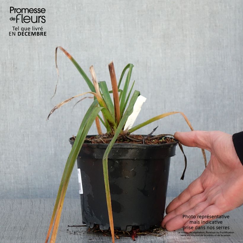 Ejemplar de Kniphofia Alcazar Maceta 2L/3L entregado en otoño