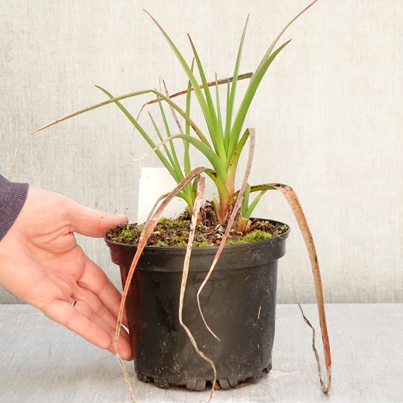 Kniphofia Alcazar Maceta 2L/3L Ejemplar entregado en la primavera