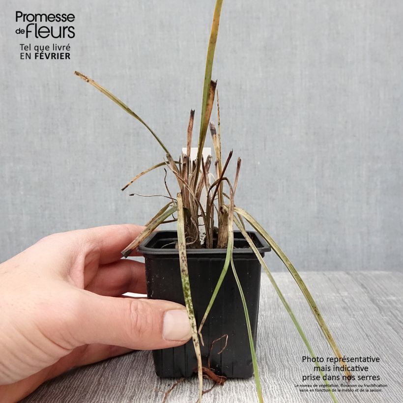 Kniphofia Bees Lemon Maceta de 8/9 cm Ejemplar entregado en invierno