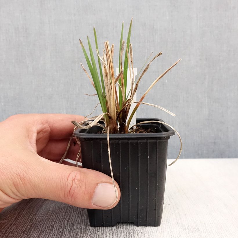 Kniphofia Bees Lemon Maceta de 8/9 cm Ejemplar entregado en la primavera