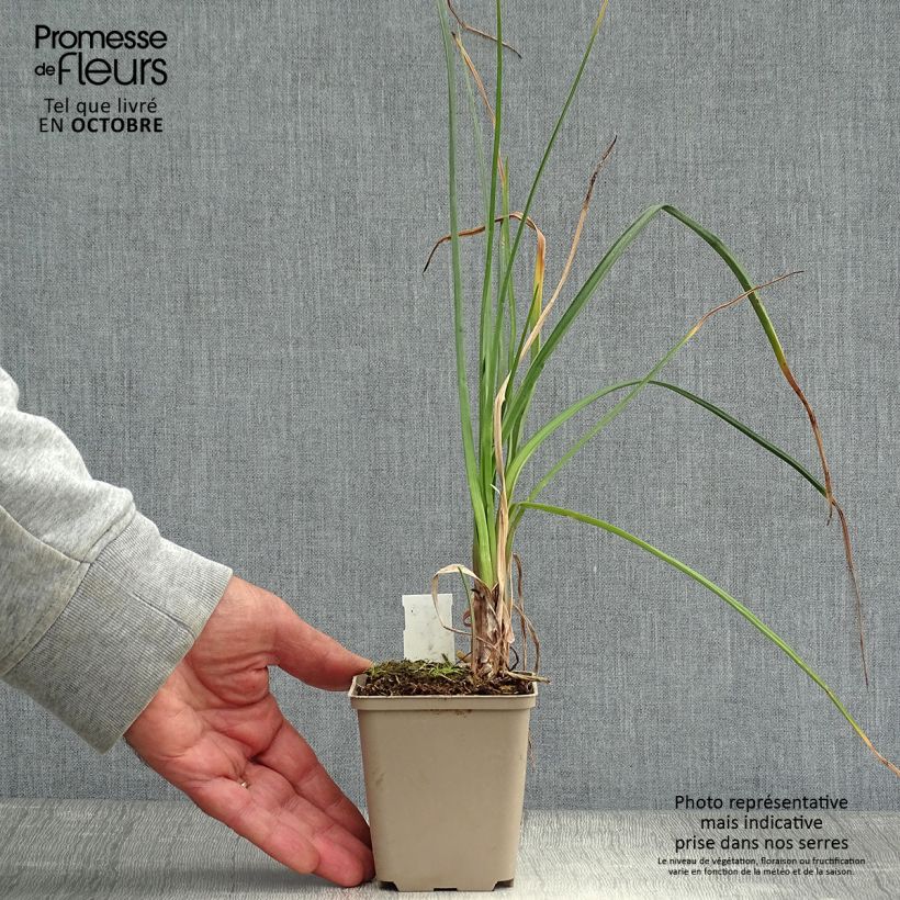Ejemplar de Kniphofia Dorset Sentry Maceta de 8/9 cm entregado en otoño