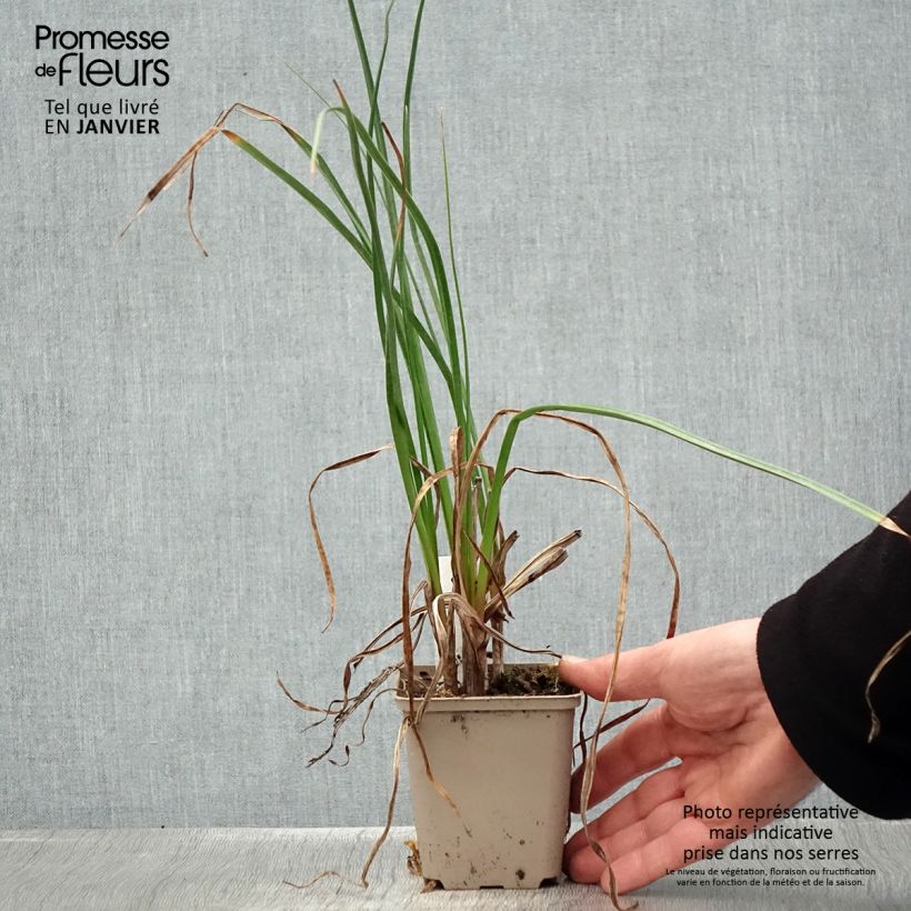 Kniphofia Dorset Sentry Maceta de 8/9 cm Ejemplar entregado en invierno
