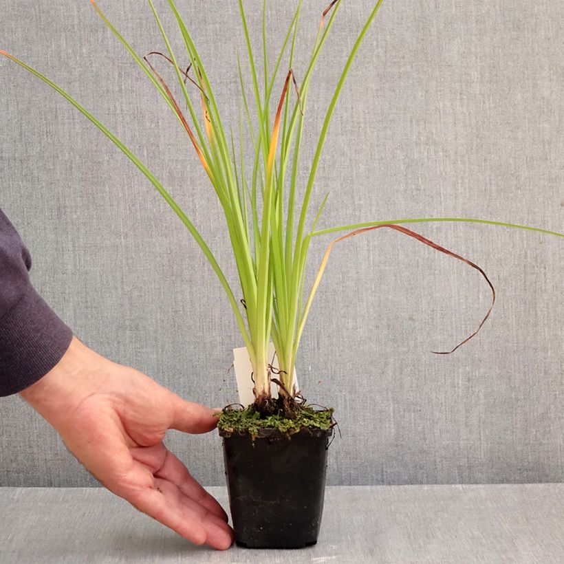Ejemplar de Kniphofia Ice Queen Maceta de 8/9 cm entregado en otoño
