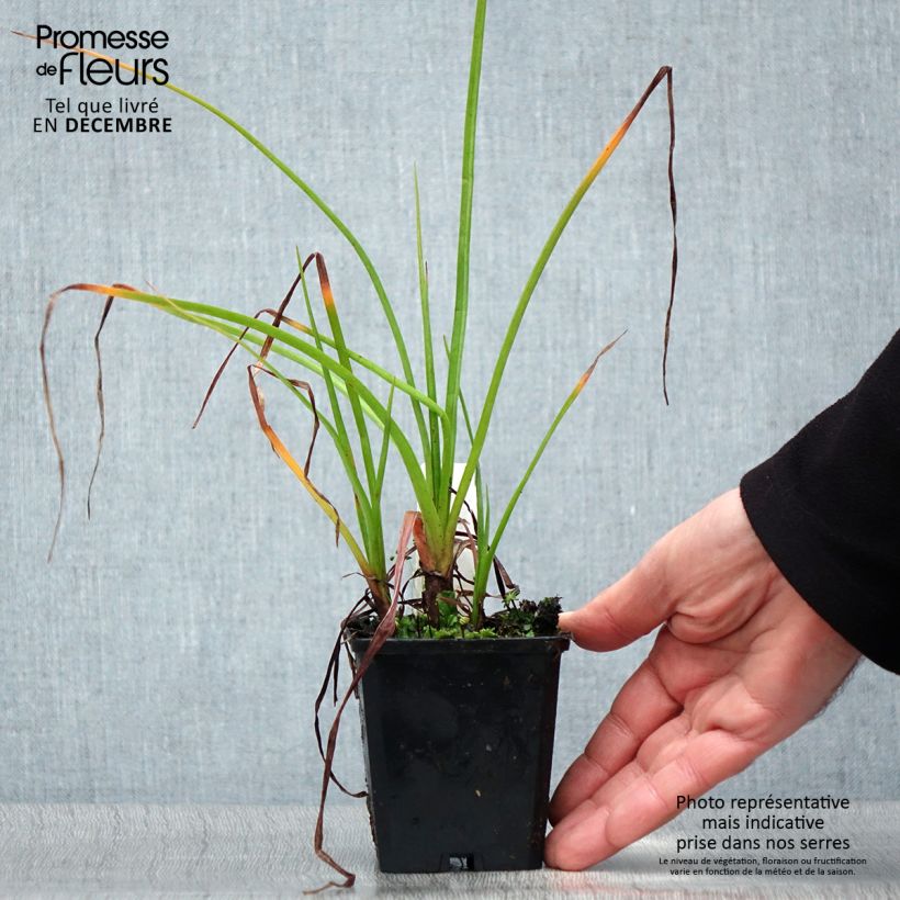 Kniphofia Ice Queen Maceta de 8/9 cm Ejemplar entregado en invierno