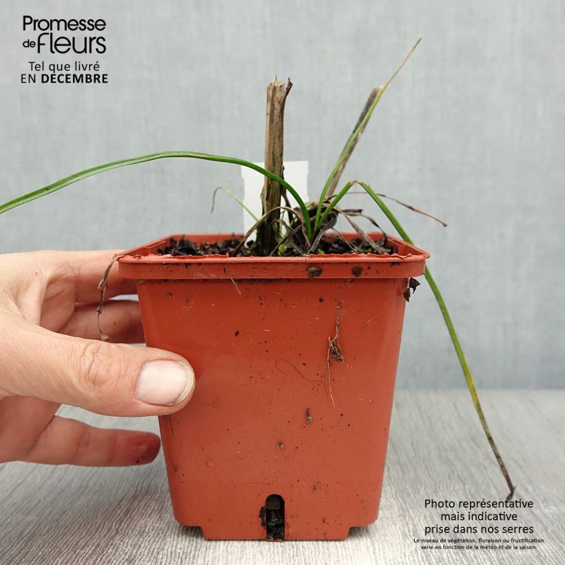 Kniphofia Mango Popsicle Maceta 1L/1,5L Ejemplar entregado en invierno