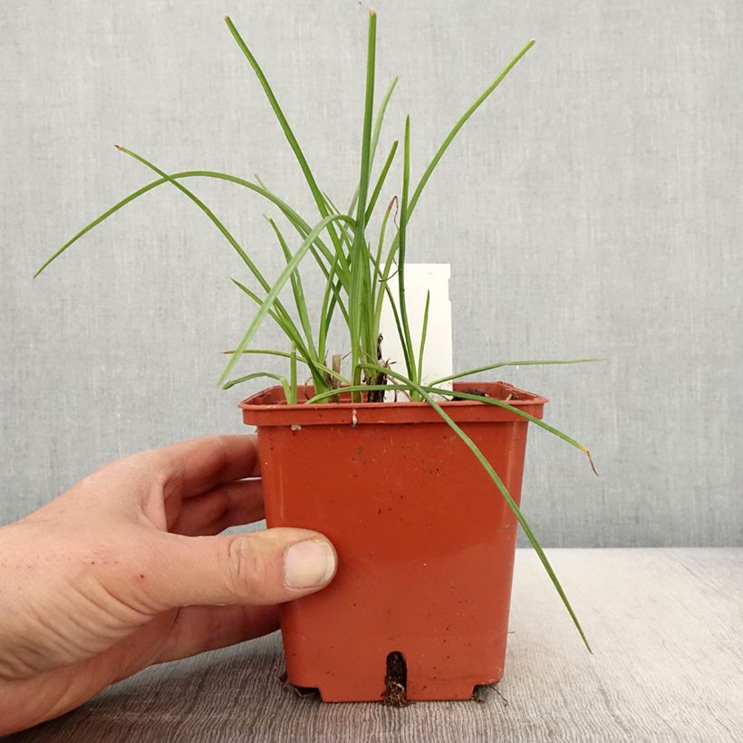 Kniphofia Mango Popsicle Maceta 1L/1,5L Ejemplar entregado en la primavera