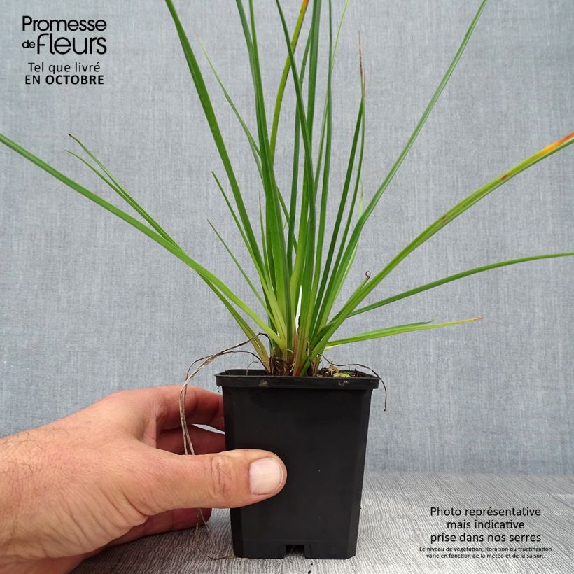 Ejemplar de Kniphofia Redhot Popsicle Maceta de 8/9 cm entregado en otoño