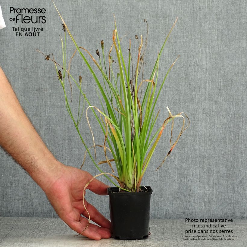 Ejemplar de Kniphofia Traffic Lights Maceta de 8/9 cm entregado en verano