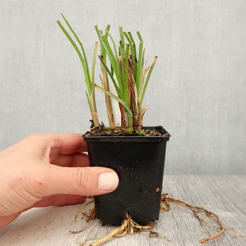 Kniphofia Traffic Lights Maceta de 8/9 cm Ejemplar entregado en la primavera