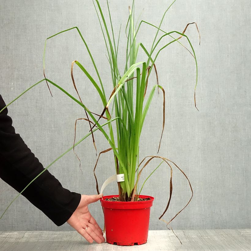 Ejemplar de Kniphofia uvaria Nobilis Maceta 3L/4L entregado en otoño
