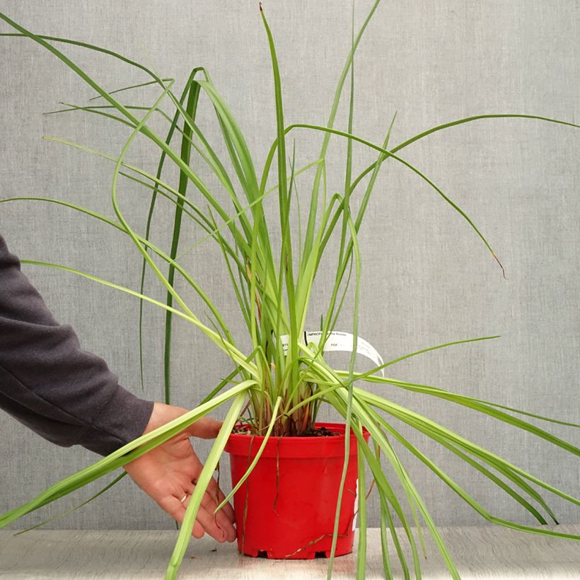 Ejemplar de Kniphofia uvaria Nobilis Maceta 3L/4L entregado en verano