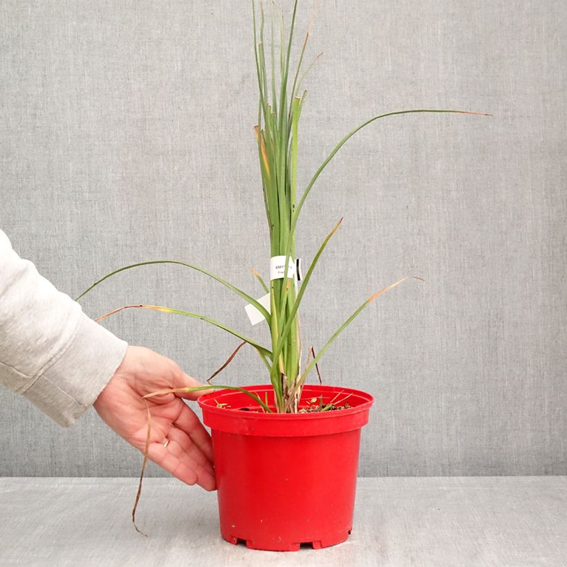 Kniphofia uvaria Nobilis Maceta 3L/4L Ejemplar entregado en la primavera