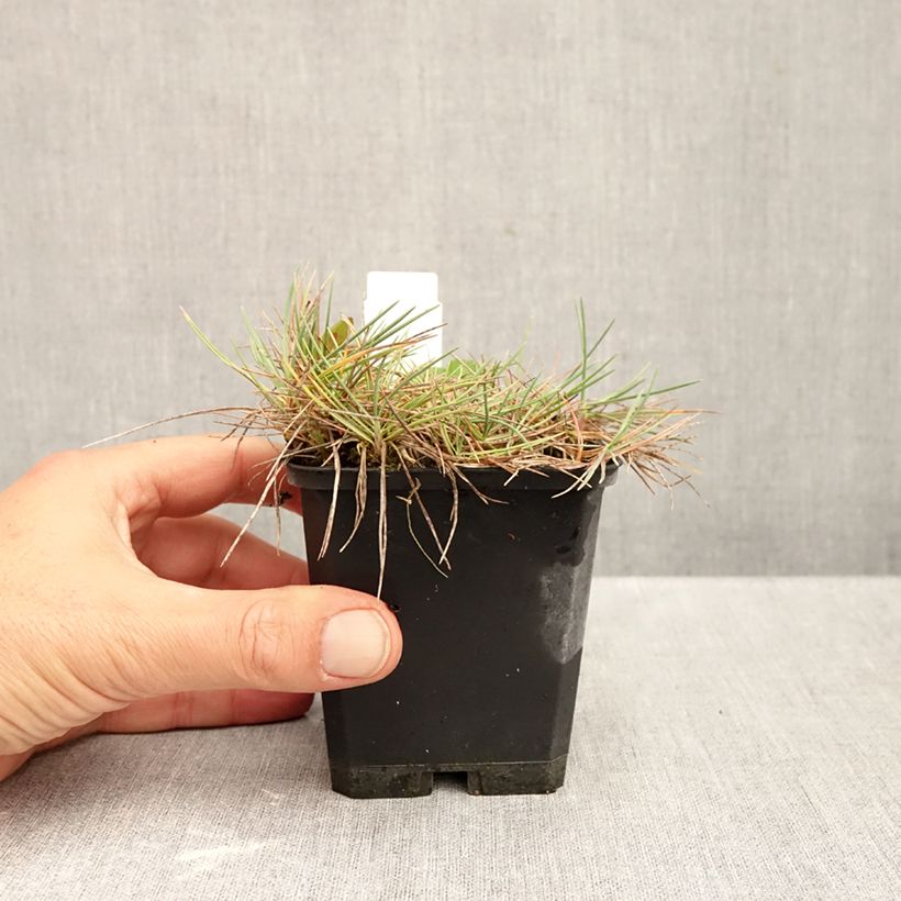 Ejemplar de Koeleria glauca - Koeleria azul Maceta de 8/9 cm entregado en otoño