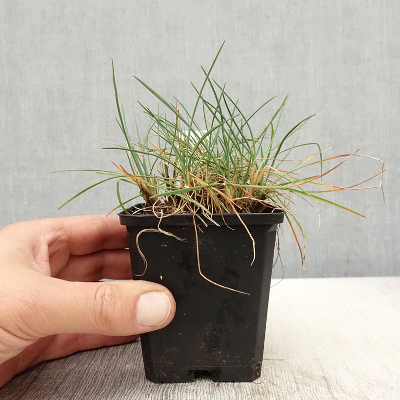 Koeleria glauca - Koeleria azul Maceta de 8/9 cm Ejemplar entregado en la primavera
