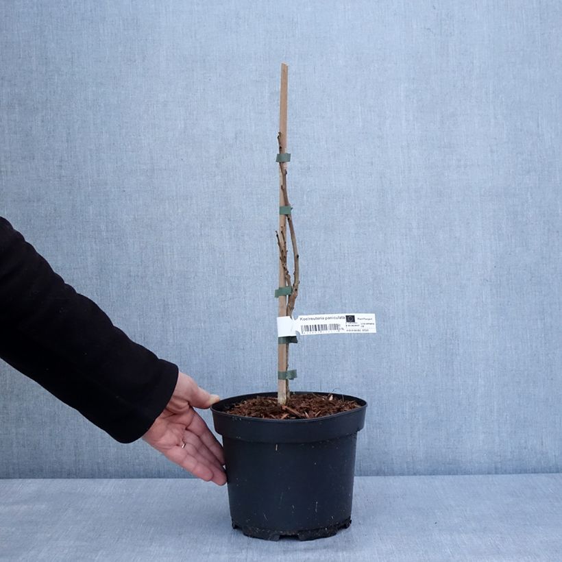 Koelreuteria paniculata - Jabonero de la China Maceta 3L/4L Ejemplar entregado en invierno