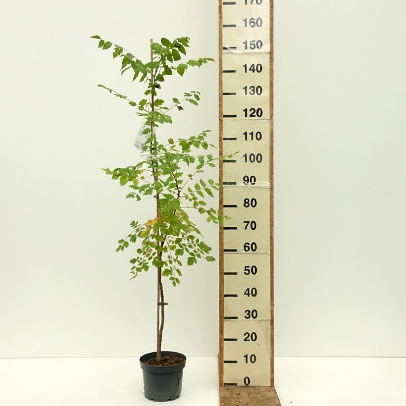 Ejemplar de Koelreuteria paniculata - Jabonero de la China Maceta 7,5L/10L entregado en verano